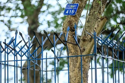 Cây xanh quý hiếm được bảo vệ sau chủ trương hạ rào công viên