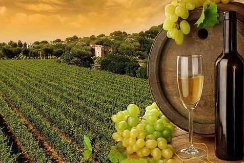 Báo động rượu vang châu Âu nhiễm chất ô nhiễm 'vĩnh cửu'