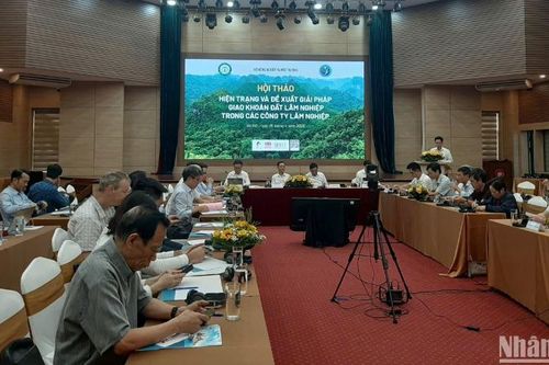 Đánh giá hiện trạng và đề xuất giải pháp khoán đất lâm nghiệp