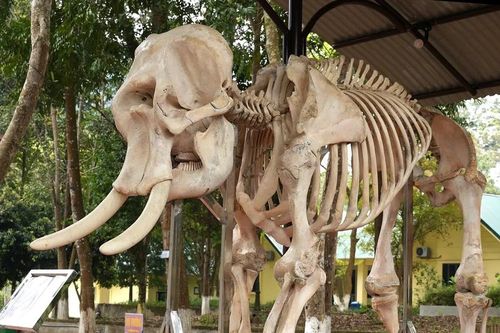 Độc đáo tiêu bản voi rừng Vườn Quốc gia Pù Mát