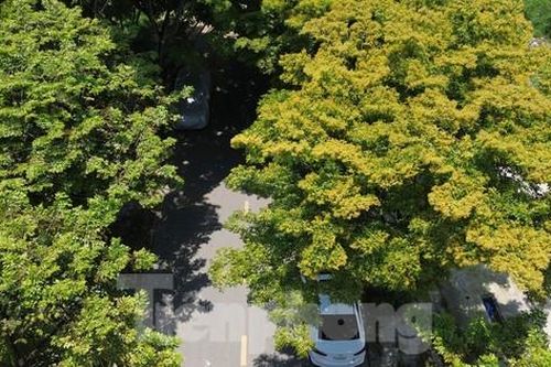 Xao xuyến sắc hoa sưa rực vàng đầu hạ ở xứ Huế