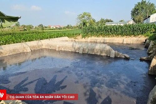 Dừng hoạt động trang trại lợn xả thải gây ô nhiễm môi trường