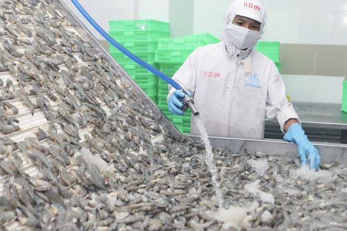 Sau sáp nhập, một tỉnh có thế mạnh về cà phê bất ngờ thành 'vựa nuôi tôm' lớn