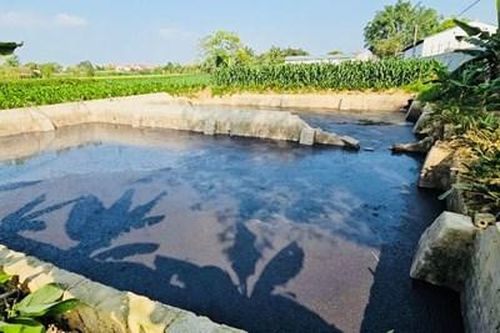 Dừng trang trại chăn nuôi lợn do xả thải ô nhiễm ra sông