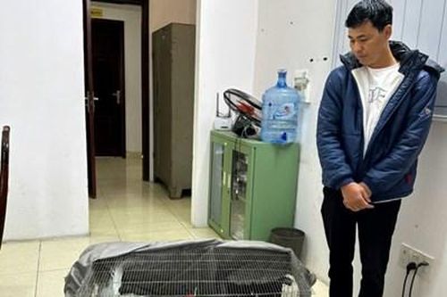 Phát hiện đối tượng vận chuyển động vật nguy cấp, quý hiếm