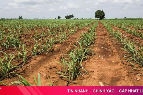 Các hệ thống tưới cây tự động áp dụng cho cây mía hiệu quả
