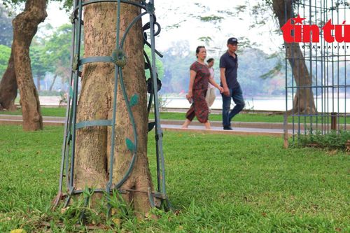 Khoác 'áo giáp sắt' cho cây quý hiếm sau khi hạ rào công viên