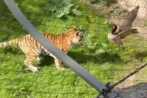 Ngỗng 'hoang dã' đánh bại hổ trong cuộc đối đầu bất ngờ
