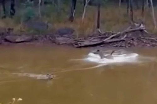 CLIP: Bị báo hoa mai điên cuồng truy sát, hươu Sambar vẫn thoát chết ngoạn mục