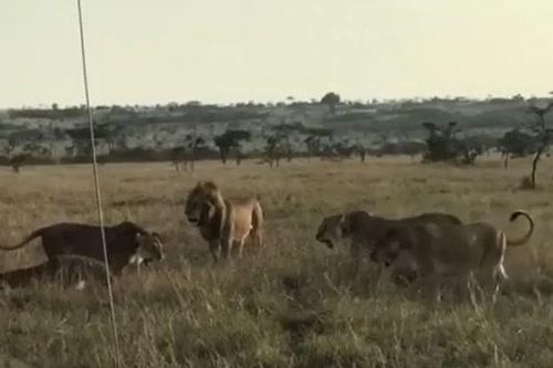 CLIP: Đàn sư tử cái hợp sức, đánh đuổi sư tử đực vì tội xâm phạm lãnh thổ