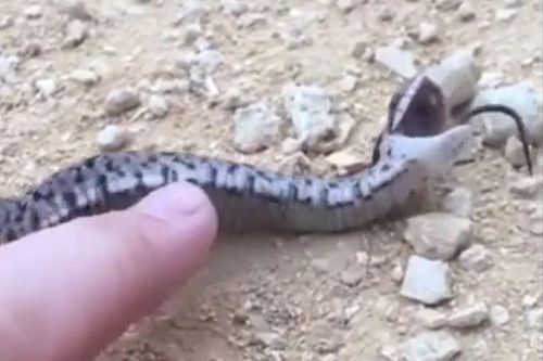 CLIP: 'Tan chảy' trước khoảng khắc giả chết của rắn mũi hếch hognose
