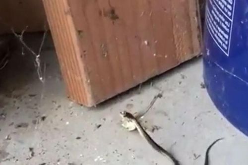 CLIP: Ớn lạnh trước khoảnh khắc nhện độc 'giăng bẫy' để săn rắn