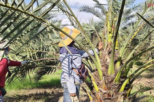 Cây chà là '9 đầu' khiến cả làng xôn xao, người dân kéo đến để tận mắt chứng kiến