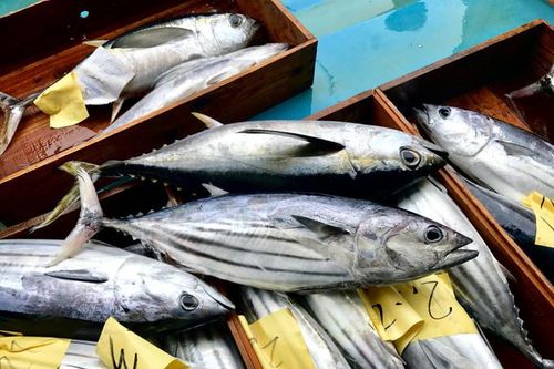 Loại cá từ Việt Nam đắt hàng khi xuất khẩu qua Nga, được hơn 75 quốc gia ưa chuộng