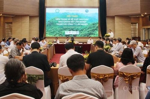 Sớm hoàn thiện thể chế, chính sách giao khoán đất lâm nghiệp