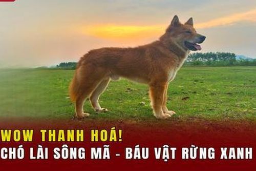Chó Lài sông Mã - Báu vật rừng xanh