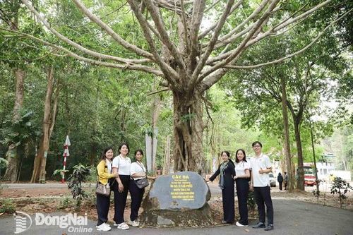 50 năm giải phóng miền Nam, thống nhất đất nước Mùa trái chín ở rừng Chiến khu Đ