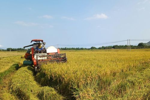 Nông dân Vạn Ninh thực hiện xuống giống hơn 800ha lúa hè thu