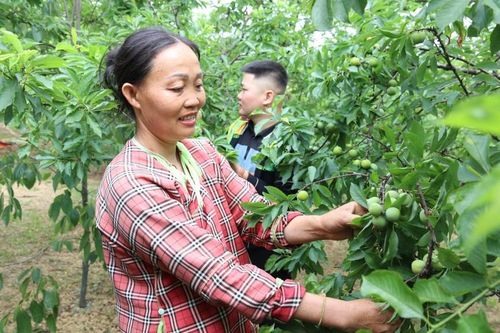 Cao Lộc: Mận thất thu vì hạn