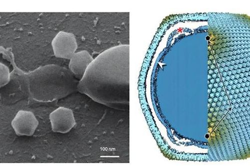 Virus khổng lồ đầu tiên