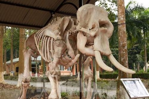 Độc đáo 2 bộ xương voi khổng lồ ở Vườn quốc gia Pù Mát
