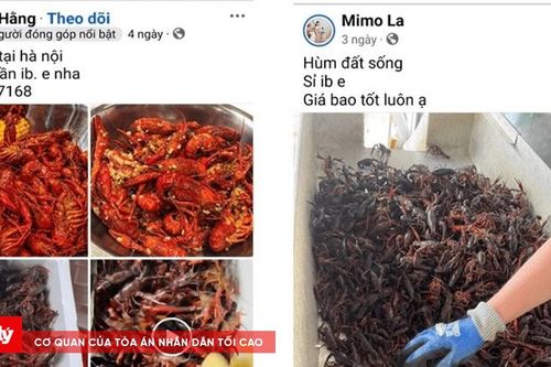 Cảnh giác với các hành vi lôi kéo kinh doanh tôm hùm đất