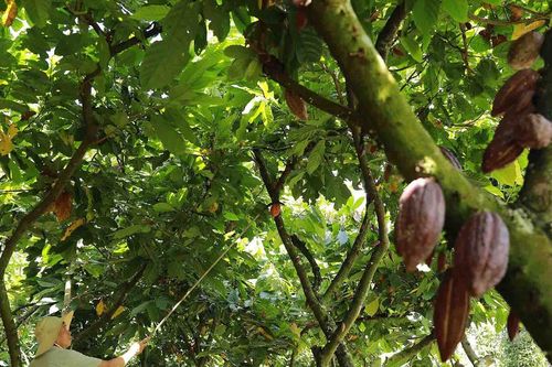 Loại cây 'hái ra tiền' ở vùng đất Tây Nguyên