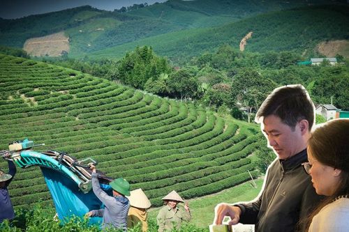 Xây dựng thương hiệu mạnh cho 'chè Nghệ An'
