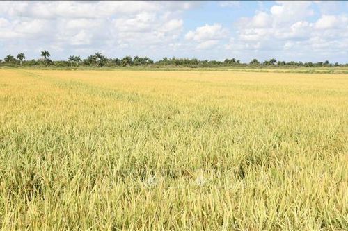 Việt Nam hỗ trợ kỹ thuật giúp Cuba từng bước đảm bảo an ninh lương thực