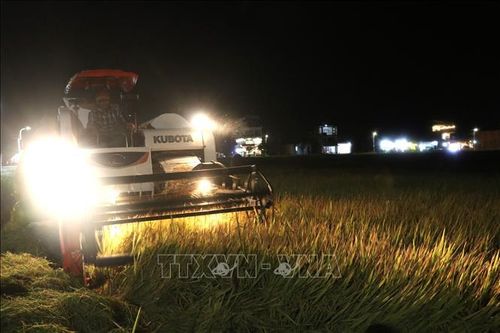 Nông dân khắc phục thời tiết bất lợi, thay đổi thói quen thu hoạch nông sản