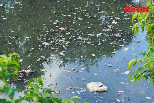TP Hồ Chí Minh: Cá chết nổi trắng mặt nước kênh Nhiêu Lộc - Thị Nghè