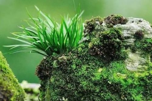 Hái 'lộc trời' từ kẽ đá: Không mất công trồng vẫn hốt bạc