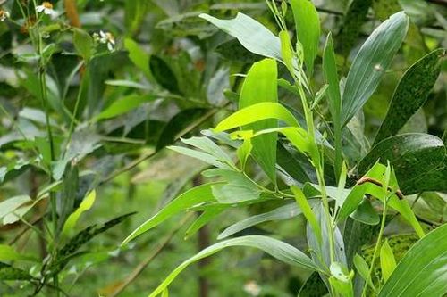 Nguy cơ sâu đo tiếp tục tấn công hàng trăm hecta cây keo ở Nghệ An