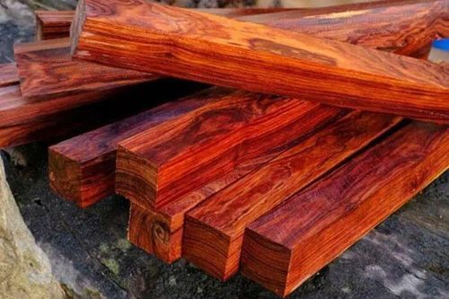 Loại gỗ 'quốc bảo' của Việt Nam: Từng được săn lùng với giá nửa tỷ đồng/m3, vừa quý hiếm lại cực xịn cho môi trường