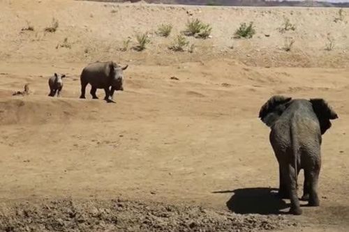 CLIP: Tê giác mẹ dũng cảm tấn công voi để bảo vệ con non