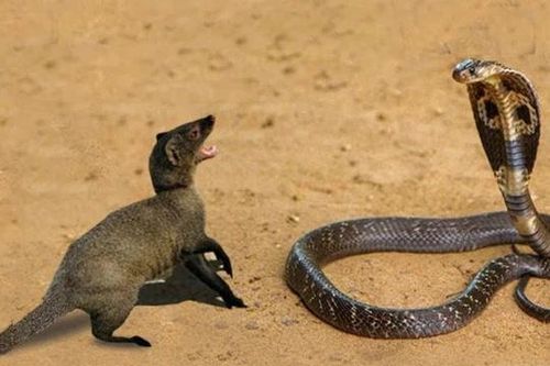 Tại sao cầy mangut được xem là 'khắc tinh' của loài rắn?