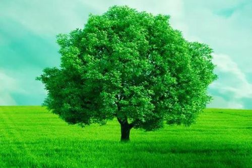 Tại sao cây lại có màu xanh lá? Bí mật khoa học đằng sau màu sắc của thiên nhiên