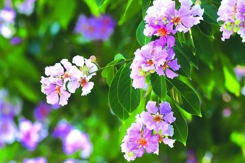 Mùa bằng lăng tím ngần trong mắt