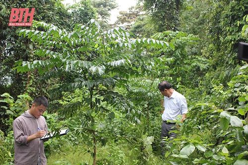Triển khai các giải pháp phát triển bền vững rừng lim xanh
