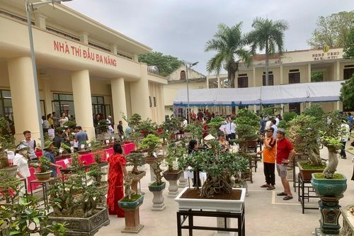 Triển lãm Bonsai xã Xuân Tín 2025