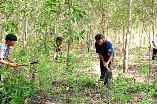 Giao khoán đất lâm nghiệp còn nhiều bất cập