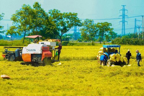 Nông dân thu hoạch vụ lúa đông xuân