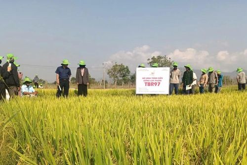 Giống lúa TBR97 tại xã Ia Mlah ước đạt năng suất 80 tạ/ha