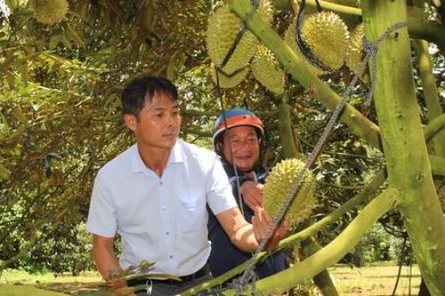 Kinh tế tập thể tiên phong xây dựng nhãn hiệu tập thể sầu riêng Krông Búk