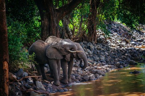 Điểm tên những loài voi trên thế giới