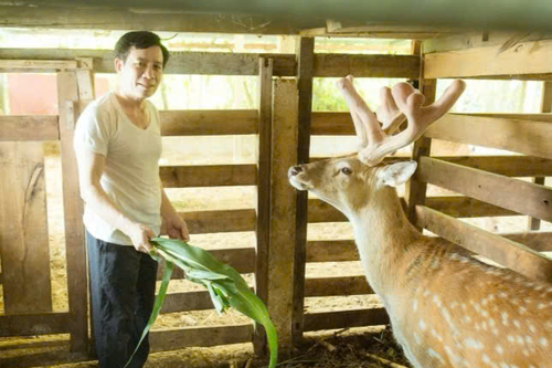 Cựu chiến binh giàu lên nhờ nuôi hươu giống