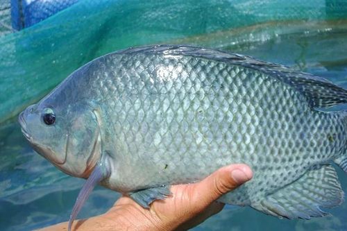 Một loài cá của Việt Nam được người Mỹ thích mê, 'chốt đơn' chục triệu USD