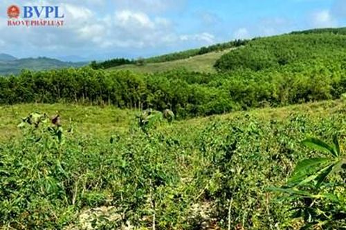 'Hô biến' đất trồng rừng thành đất sản xuất tại Phú Yên - Kỳ 2: Cần xử lý nghiêm minh, triệt để