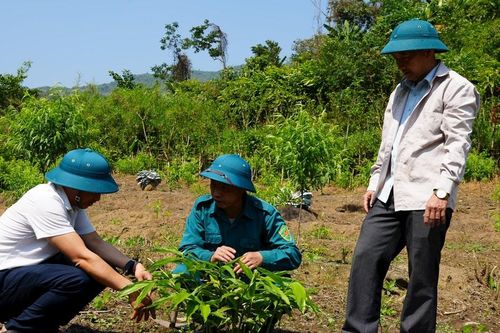 Người Mông ở Tây Sơn phát triển kinh tế xanh từ cây sa nhân tím