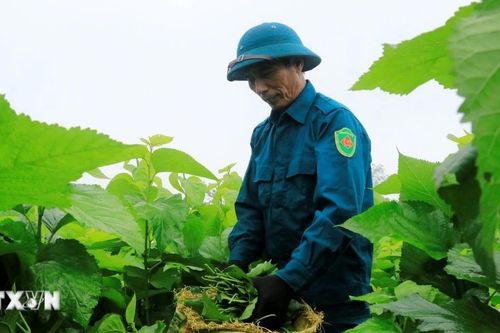 Áp dụng khoa học kỹ thuật giúp gia tăng gấp đôi giá trị trồng dâu, nuôi tằm